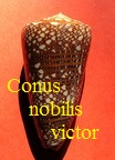 Conus nobilis victor, Broderip 1842